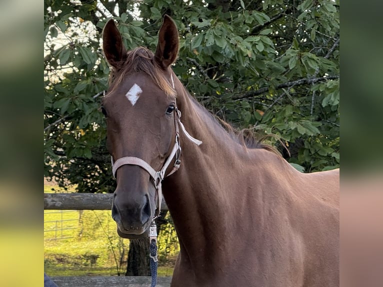Oldenbourg Jument 4 Ans 170 cm Alezan in Twistringen