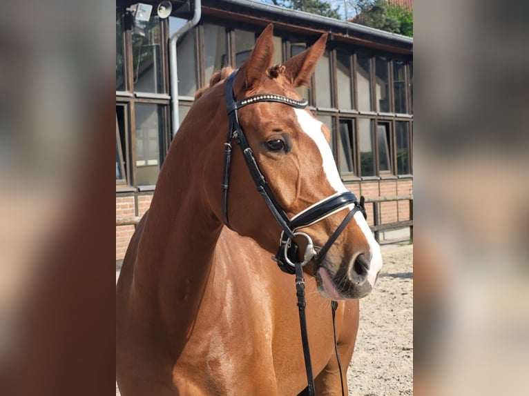 Oldenbourg Jument 4 Ans 170 cm Alezan in Heidesheim am Rhein