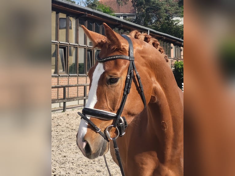 Oldenbourg Jument 4 Ans 170 cm Alezan in Heidesheim am Rhein