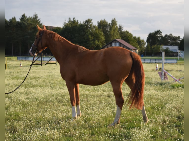 Oldenbourg Jument 4 Ans 170 cm Alezan in Wittstock/Dosse