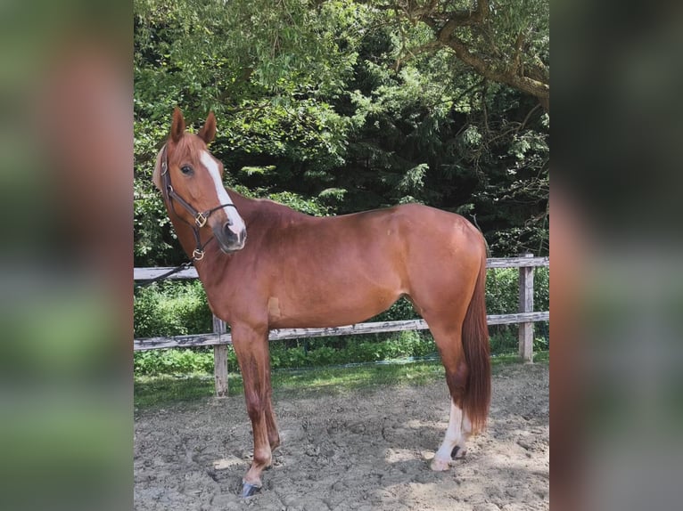 Oldenbourg Jument 4 Ans 170 cm Alezan in Udenheim
