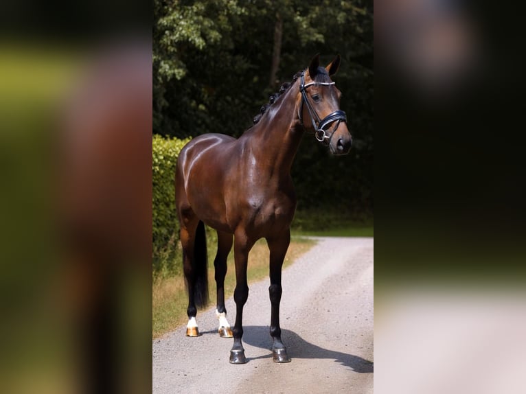 Oldenbourg Jument 4 Ans 170 cm Bai brun in Warendorf