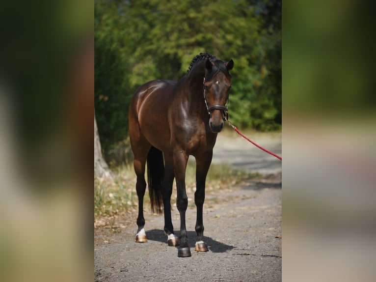 Oldenbourg Jument 4 Ans 170 cm Bai brun in Achau