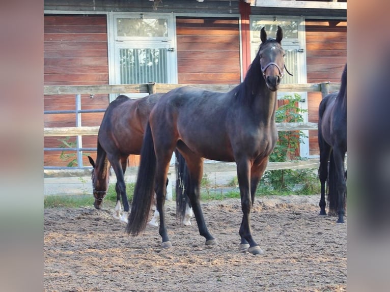Oldenbourg Jument 4 Ans 170 cm Bai brun in Radeburg