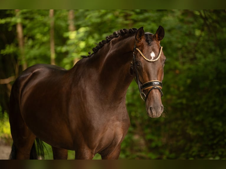 Oldenbourg Jument 4 Ans 170 cm Bai brun in Wehringen