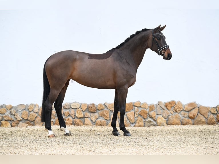 Oldenbourg Jument 4 Ans 170 cm Bai brun in Röttingen