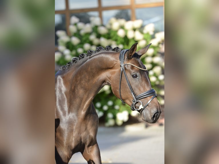 Oldenbourg Jument 4 Ans 170 cm Bai brun in Vechta