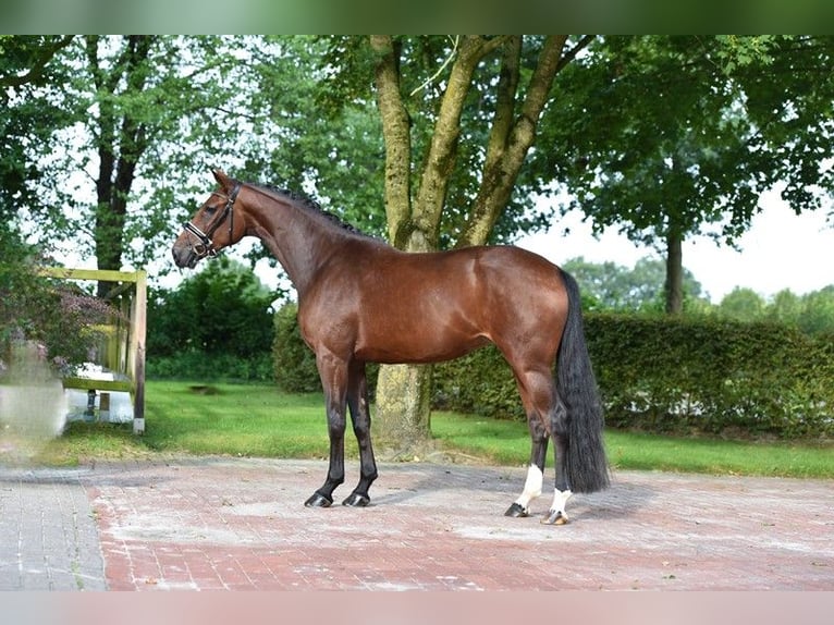 Oldenbourg Jument 4 Ans 170 cm Bai brun in Visbek