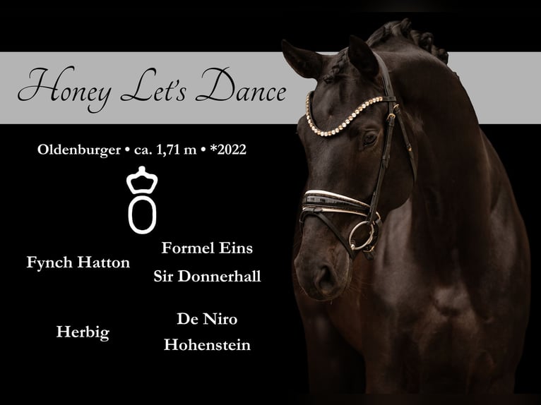 Oldenbourg Jument 4 Ans 170 cm Bai brun foncé in Wehringen