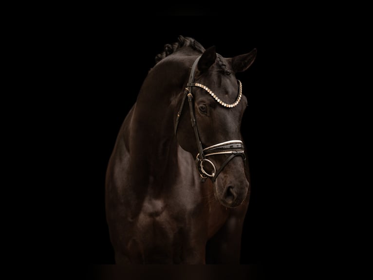 Oldenbourg Jument 4 Ans 170 cm Bai brun foncé in Wehringen
