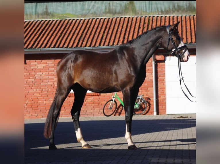 Oldenbourg Jument 4 Ans 170 cm Bai brun foncé in Saterland