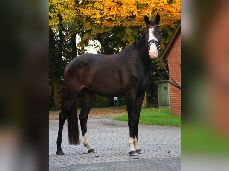 Oldenbourg Jument 4 Ans 170 cm Bai brun foncé in Saterland