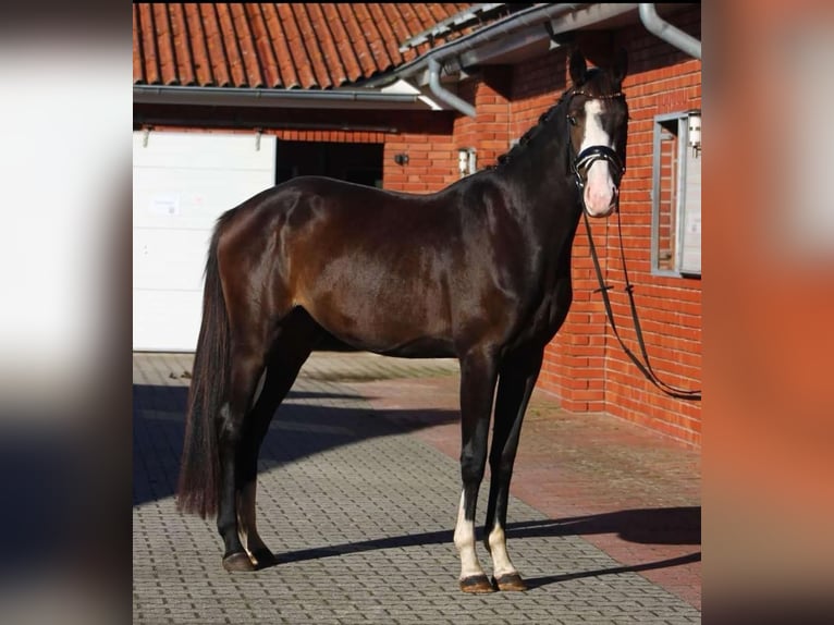 Oldenbourg Jument 4 Ans 170 cm Bai brun foncé in Saterland