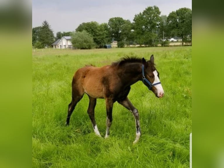 Oldenbourg Jument 4 Ans 170 cm Bai brun foncé in Saterland