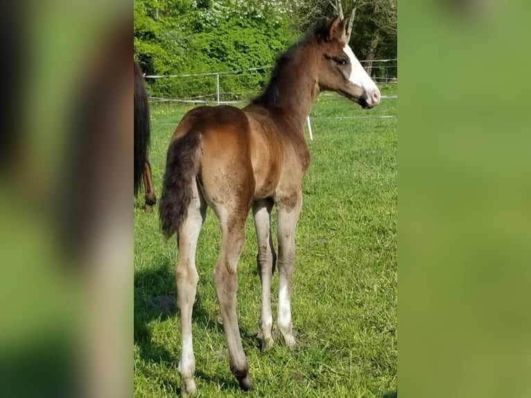 Oldenbourg Jument 4 Ans 170 cm Bai brun foncé in Saterland