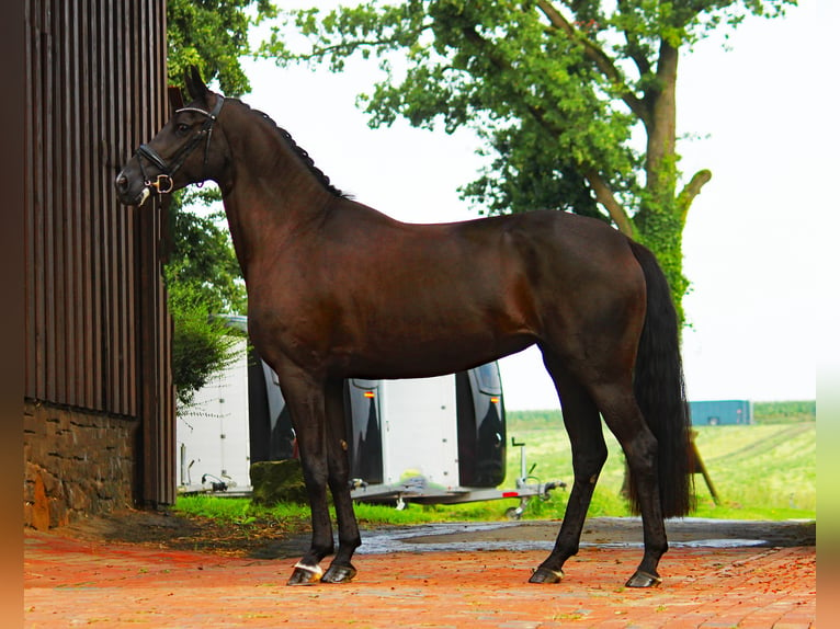 Oldenbourg Jument 4 Ans 170 cm Bai brun foncé in Bramsche