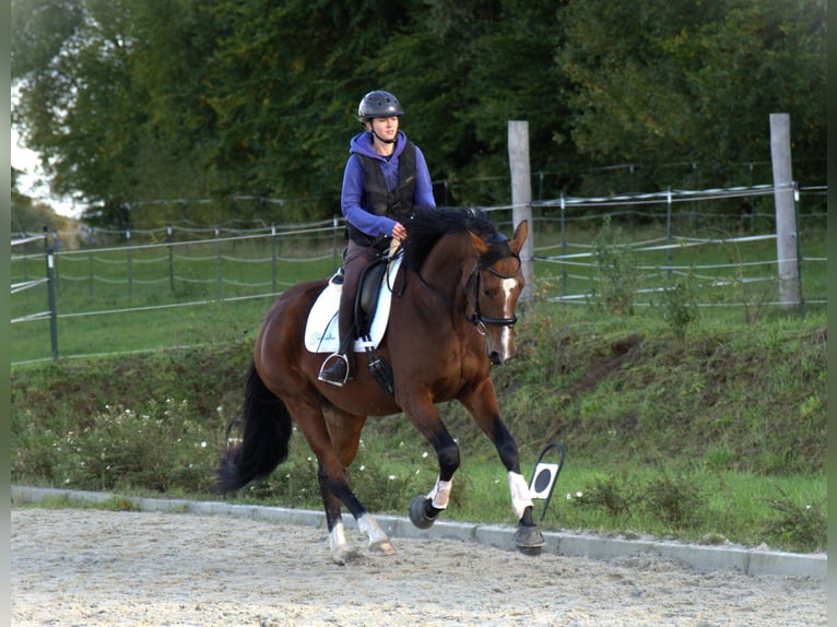 Oldenbourg Jument 4 Ans 170 cm Bai in Radeburg