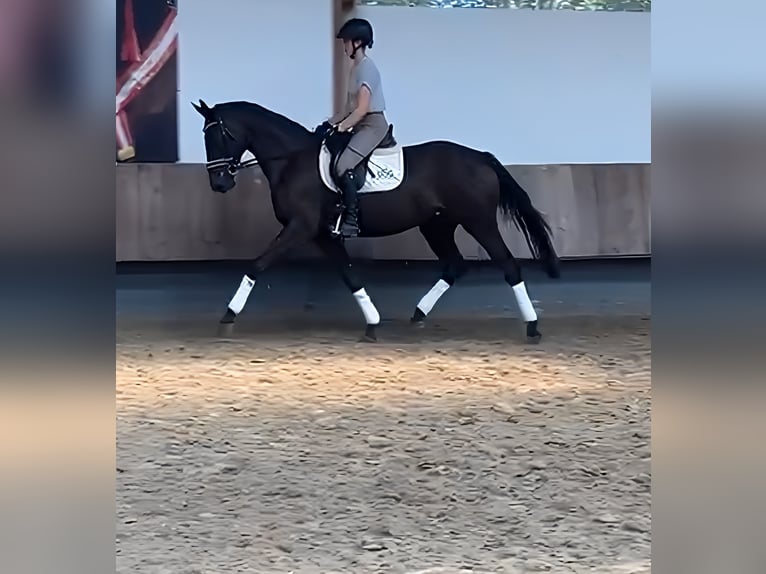 Oldenbourg Jument 4 Ans 170 cm Bai in Lage