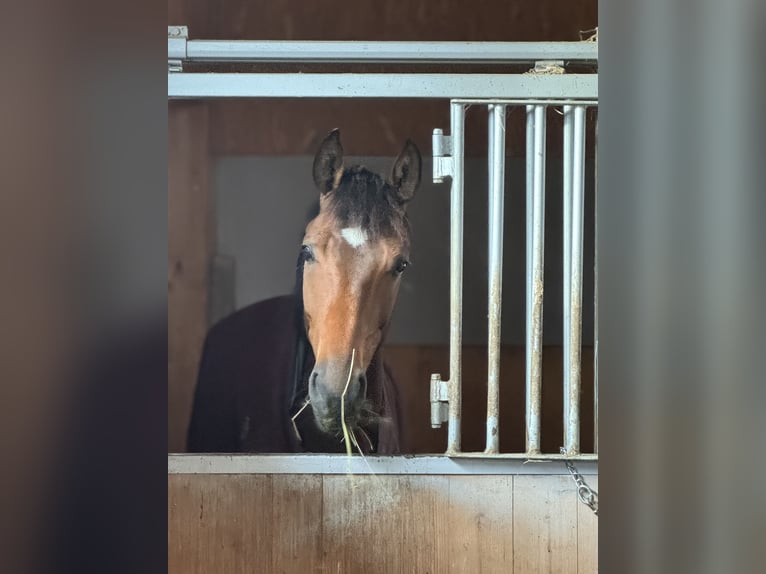 Oldenbourg Jument 4 Ans 170 cm Bai in Hairedt