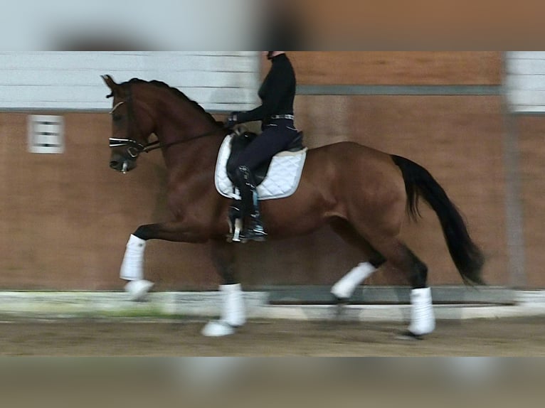 Oldenbourg Jument 4 Ans 170 cm Bai in Lippetal