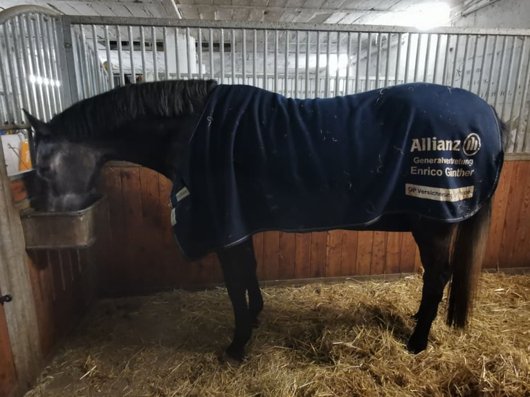 Oldenbourg Jument 4 Ans 170 cm Gris in Mechelroda