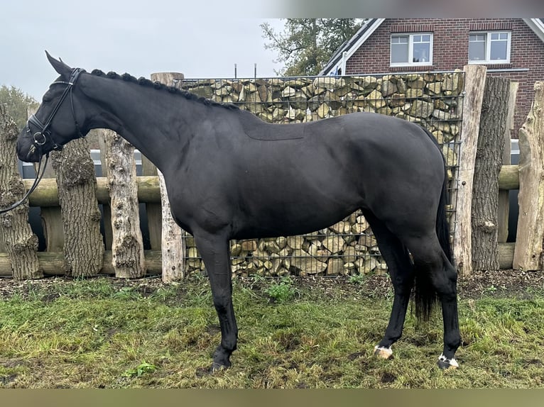 Oldenbourg Jument 4 Ans 170 cm Noir in Emlichheim