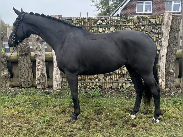 Oldenbourg Jument 4 Ans 170 cm Noir in Emlichheim