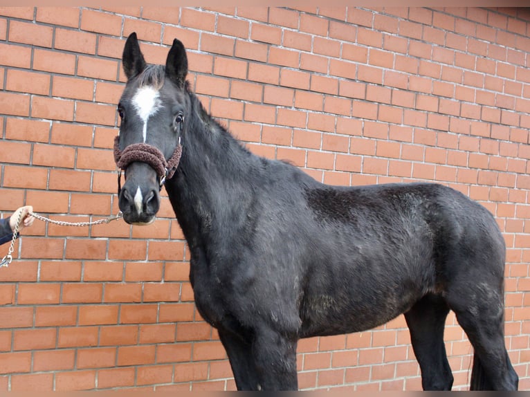 Oldenbourg Jument 4 Ans 170 cm Noir in Höltinghausen