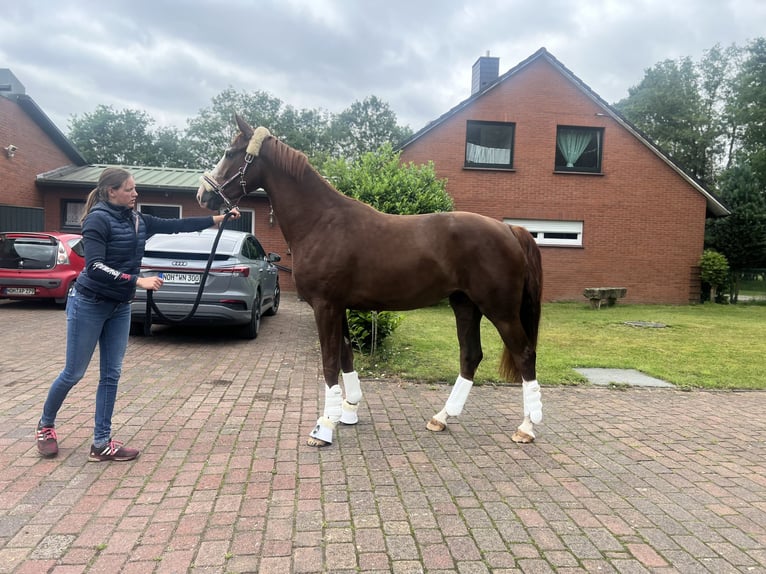 Oldenbourg Jument 4 Ans 171 cm Alezan brûlé in Sch&#xFC;ttorf