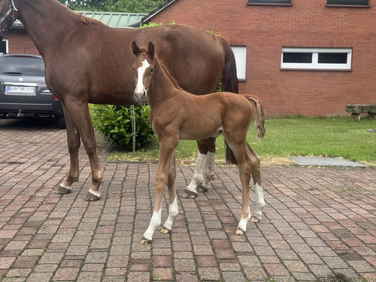 Oldenbourg Jument 4 Ans 171 cm Alezan brûlé in Sch&#xFC;ttorf