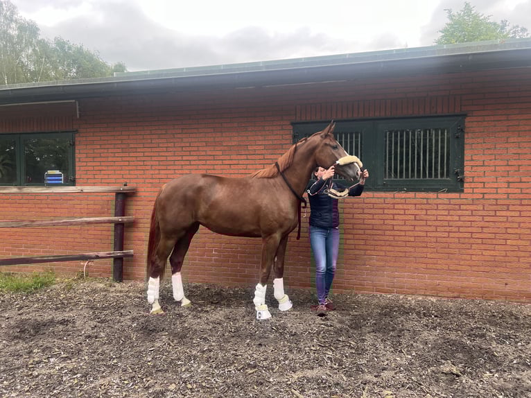 Oldenbourg Jument 4 Ans 171 cm Alezan brûlé in Sch&#xFC;ttorf