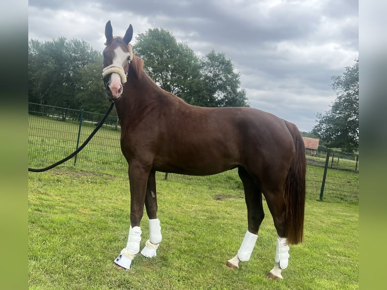 Oldenbourg Jument 4 Ans 171 cm Alezan brûlé in Sch&#xFC;ttorf