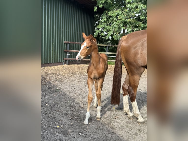 Oldenbourg Jument 4 Ans 171 cm Alezan brûlé in Sch&#xFC;ttorf