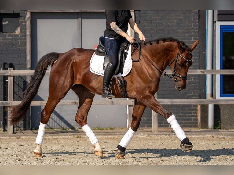 Oldenbourg Jument 4 Ans 171 cm Alezan in Nettetal