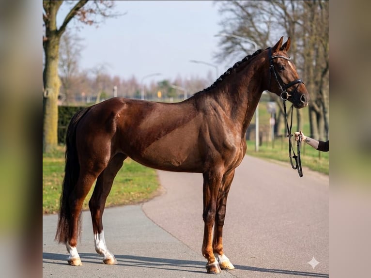 Oldenbourg Jument 4 Ans 171 cm Alezan in Nettetal