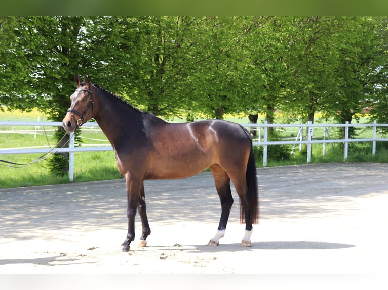 Oldenbourg Jument 4 Ans 171 cm Bai brun in Salzkotten