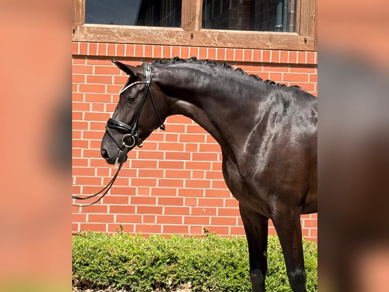 Oldenbourg Jument 4 Ans 171 cm Noir in Barver