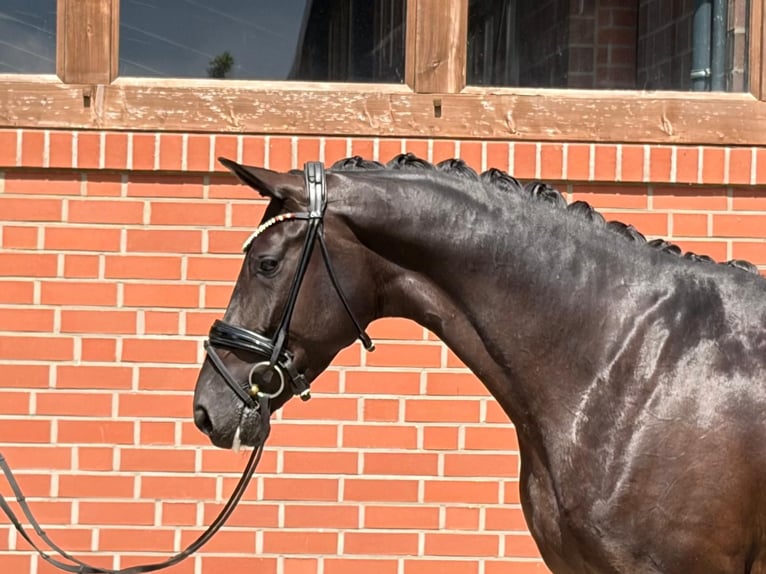 Oldenbourg Jument 4 Ans 171 cm Noir in Barver