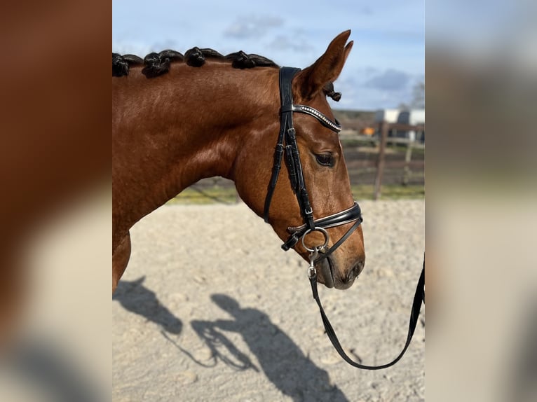 Oldenbourg Jument 4 Ans 172 cm Alezan brûlé in Werder