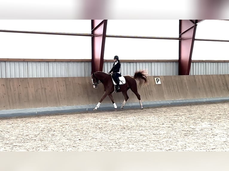 Oldenbourg Jument 4 Ans 172 cm Alezan in Berg