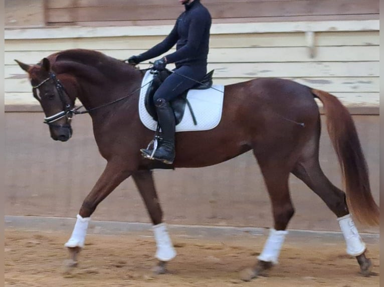 Oldenbourg Jument 4 Ans 172 cm Alezan in Wülfrath