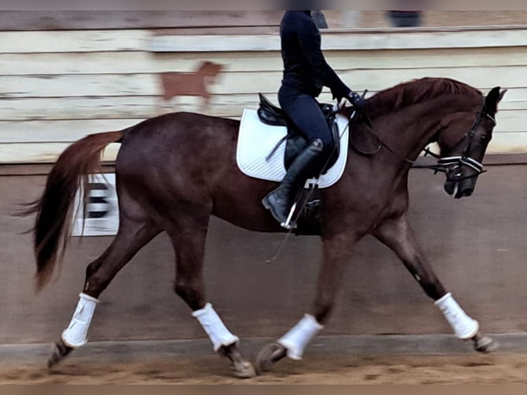 Oldenbourg Jument 4 Ans 172 cm Alezan in Wülfrath