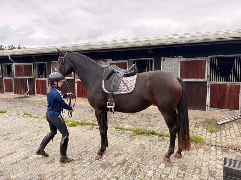 Oldenbourg Jument 4 Ans 172 cm Bai brun foncé in Strausberg