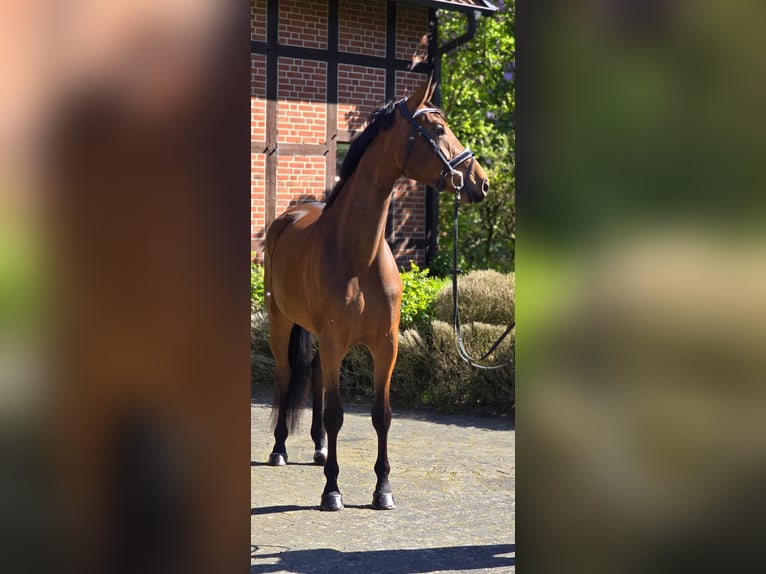 Oldenbourg Jument 4 Ans 172 cm Bai in Warendorf