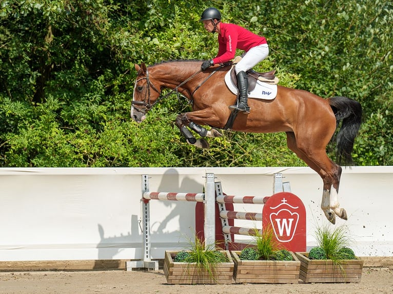 Oldenbourg Jument 4 Ans 172 cm Bai in Münster