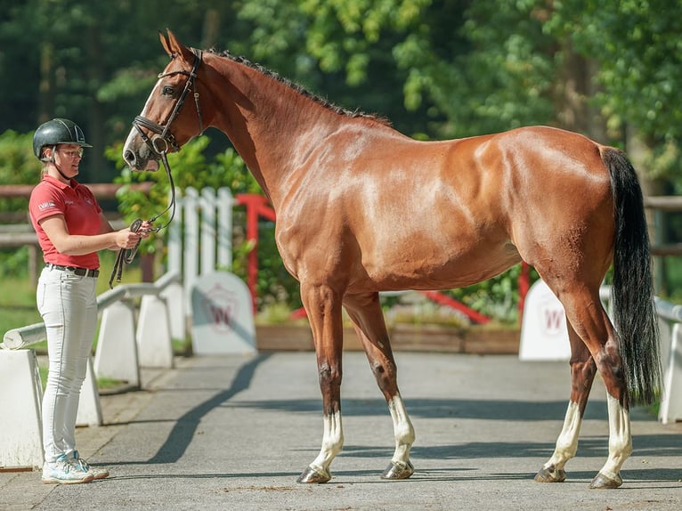 Oldenbourg Jument 4 Ans 172 cm Bai in Münster