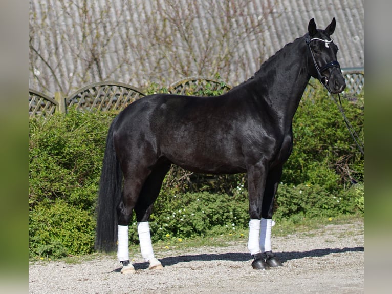 Oldenbourg Jument 4 Ans 172 cm Noir in Hohenfelde