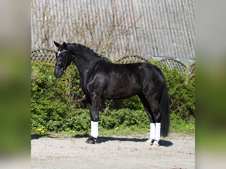 Oldenbourg Jument 4 Ans 172 cm Noir in Hohenfelde