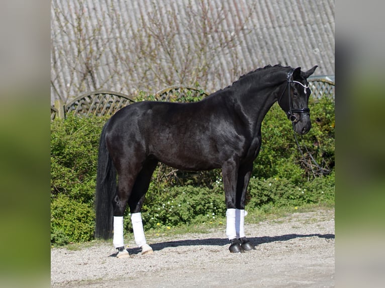 Oldenbourg Jument 4 Ans 172 cm Noir in Hohenfelde