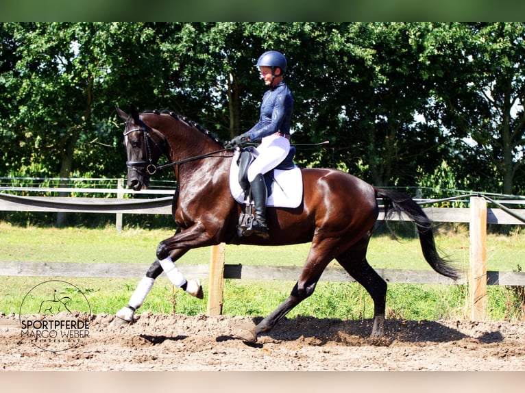 Oldenbourg Jument 4 Ans 172 cm Noir in Schapen